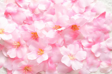 桜の花　壁紙