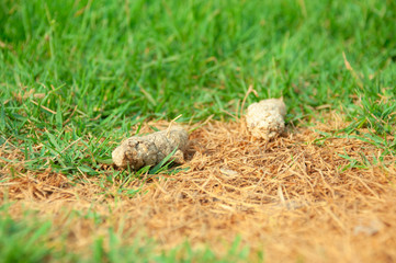 Two pieces of dog dried feces on the grass garden 