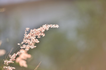 wild flowers on a background of blue sky