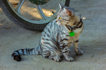 Obraz premium The cat was left alone