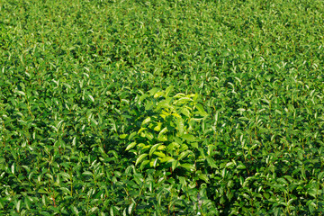 Green tea leaves in a tea plantation