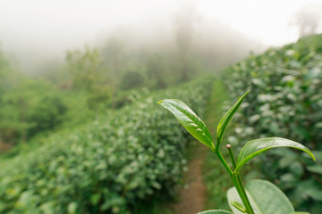 Green tea leaves in a tea plantation