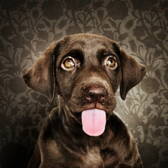 Fototapeta premium Adorable chocolate Labrador Retriever portrait