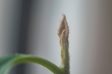 closeup of a bud