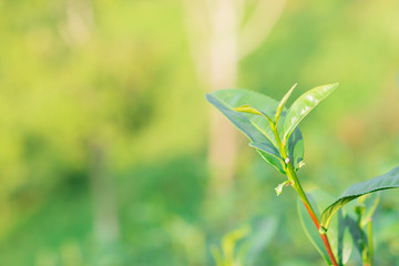 Green tea leaves in a tea plantation