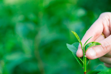 Picking tip of green tea leaf by  hand at tea plantation hill