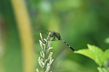 green dragonflies perch on flowers