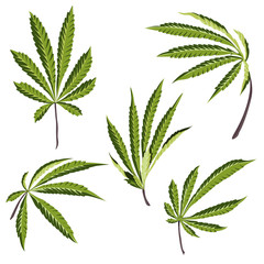 Vector Hemp plant illustrations set of 5 leaves of green cannabis isolated clip art