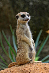 Singapore Zoo Singapore
