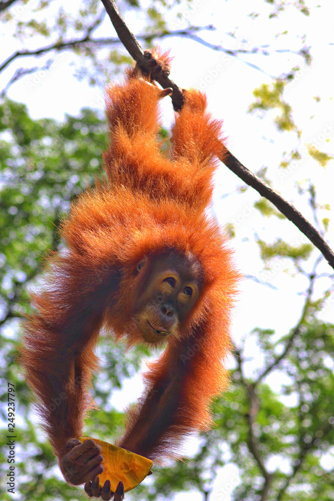 Poster Singapore Zoo Singapore