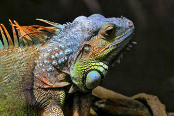 Singapore Zoo Singapore