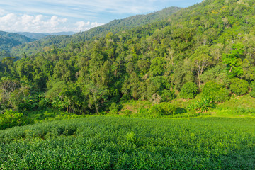 Fototapeta na wymiar Green tea leaves in a tea plantation