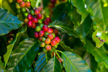 Fresh organic offee beans.