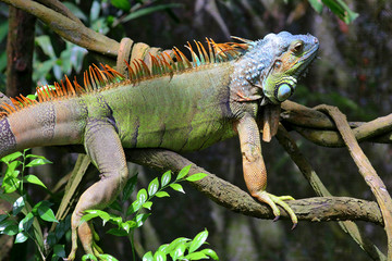 Singapore Zoo Singapore