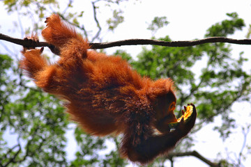 Singapore Zoo Singapore