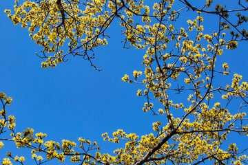 sakura flower  & cherry blossoms