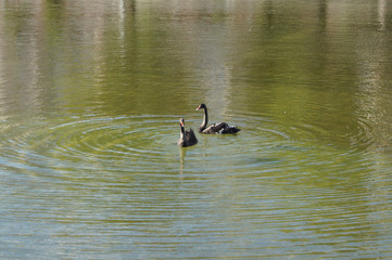 pair of black swans on the black lake