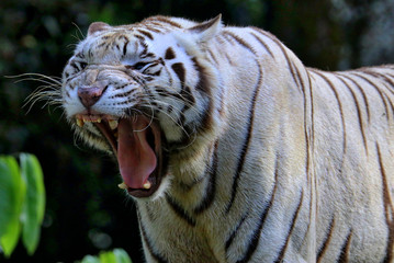 Singapore Zoo Singapore