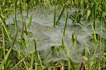 morning dew in the grass 