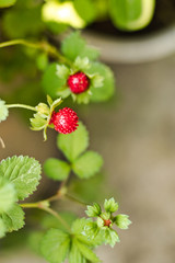 Young strawberry bough with growing fruits