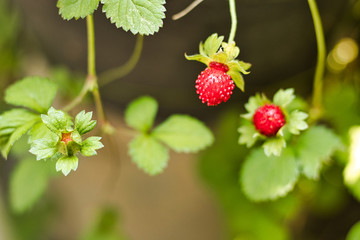 Young strawberry bough with growing fruits