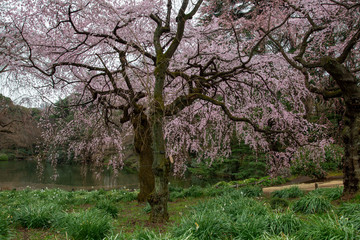 Sakura flowers or cherry blossoms in Tokyo, Japan during Spring time. Close up of flower’s petals, pollen and tree branches in Shinjuku park.