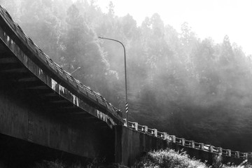 Road, fog forest