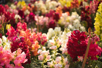 Obraz premium Close up of a colored snapdragon flowerbed with strong bokeh
