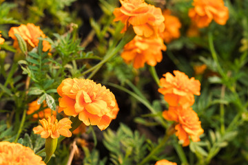 Close up of a couple from yellow marigold flowers in a bush