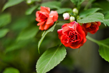blooming red rose branch in the garden