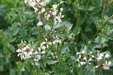 Arugula aka Rocket that has gone to seed