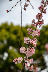 sakura flower  & cherry blossoms