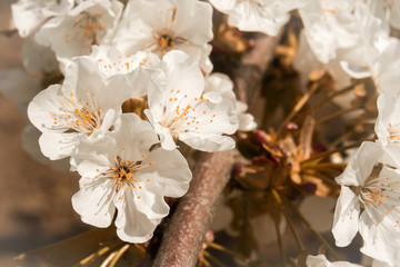 cherry tree blossoming. branch close up.toned image. image for blog