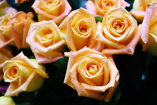 Beautiful peach roses for background and texture