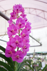 Beautiful purple Cattleya orchid background in garden from  export farm in Thailand, selective focus, Macro shot.