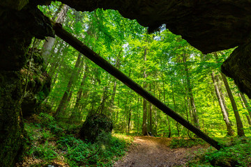 Beautiful pastoral scenery in the mountains in spring, with green foliage, fir tree forests and nice clouds