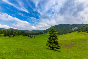 Fototapeta premium Beautiful pastoral scenery in the mountains in spring, with green foliage, fir tree forests and nice clouds