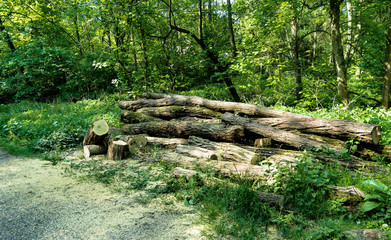 Baumstämme