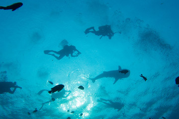 Fototapeta premium Whale shark being chased by a group of underewater photographers, Thailand
