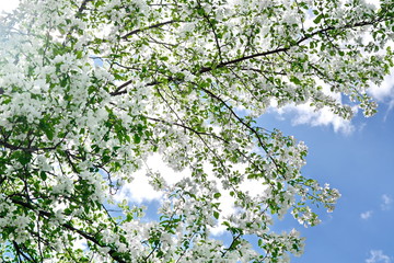Panele Szklane  Gruba gałąź kwitnącej jabłoni na tle błękitnego nieba z białą chmurą w słoneczny letni dzień
