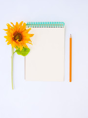 Notepad with pencil and sunflower on white background.Back to school concept.Office supplies on a desk with copy space.Stylish flat lay home office desk workspace.Top view.Autumn or Summer concept. 