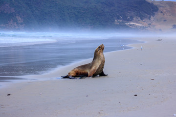 Sealion, furseal sticking its head in the air stretching and relaxing at allans beach, cape saunders, dunedin, new zealand