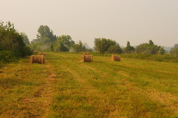  field, landscape, sky, grass, agriculture, hay, farm, nature, meadow, rural, summer, countryside, blue, green, harvest, bale, country, clouds, tree, farming, straw, 