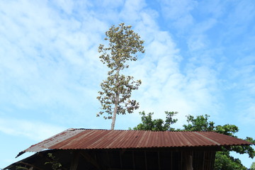 Fototapeta na wymiar Roof & Sky &Tree