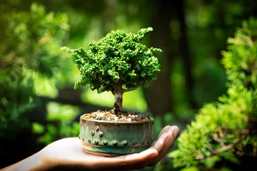 Fotobehang Sekka Hinoki bonsai in Hand © ANUCHA