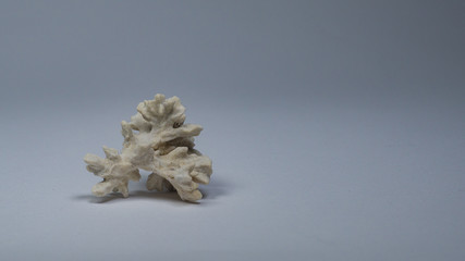 Korallen Skelett auf blauem Hintergrund