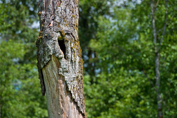 Tree With Hole