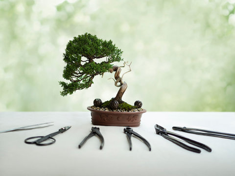 Bonsai and tools on white table