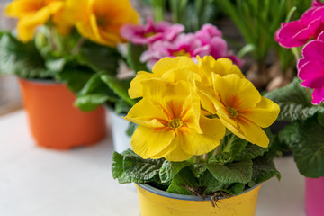 Bunte Primeln -Frühjahrspflanzen für den Balkon oder Garten