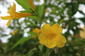 yellow flowers in the garden